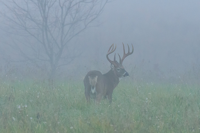 BT in the fog